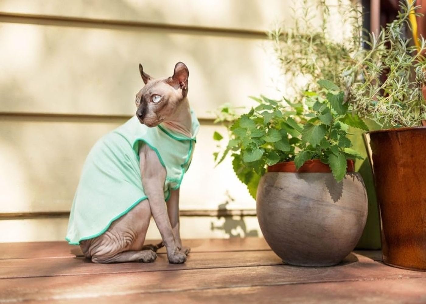 Dog Tee – T-Shirt for Canines – UV Protection, Pet Anxiety Relief, Wound Care – Protects Against Foxtails, Aids Alopecia - Machine Washable, All Season – Size 16 – Pistachio - Image 2